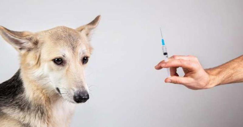 Centre launches India's first Covid vaccine for animals 'Anocovax'