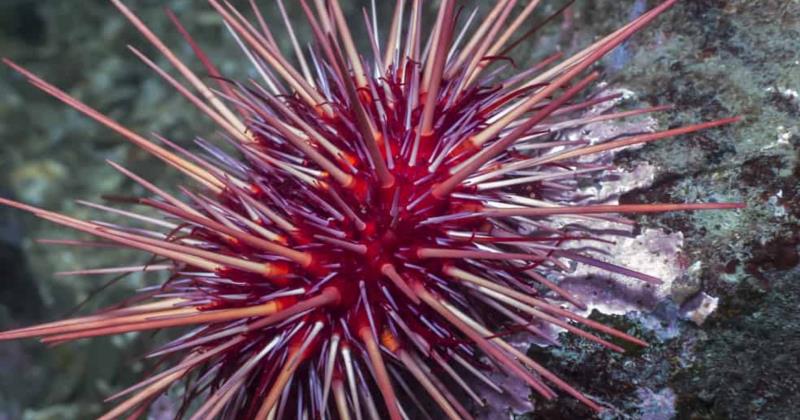 Devastating Red Sea Epidemic Wipes Out Sea Urchins, Threatens Coral Survival