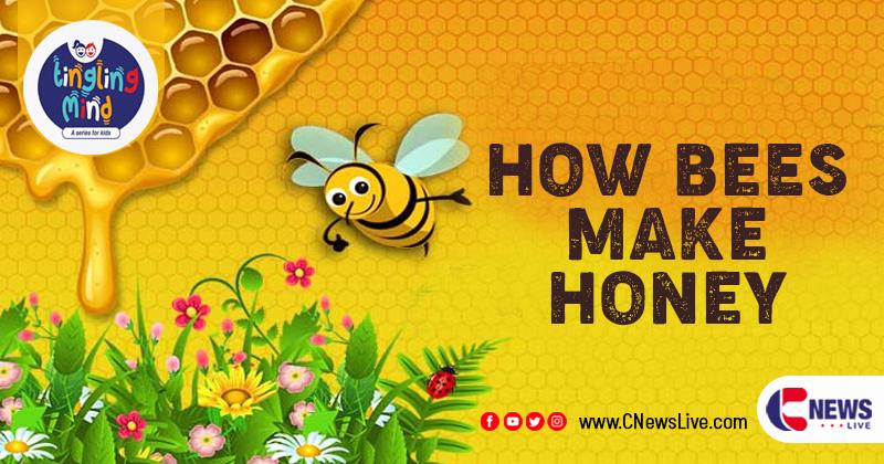 How Bees Make Honey? - Tingling Mind 10