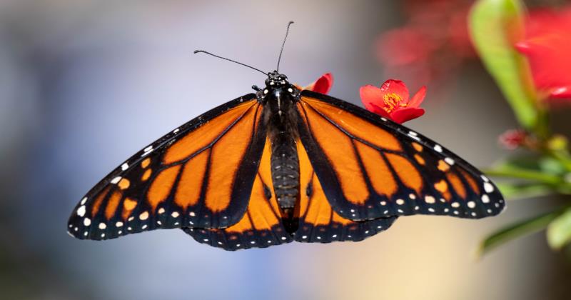 Monarch butterflies listed as endangered