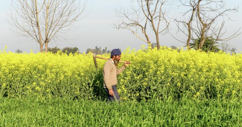 Mustard seeds, India's first genetically modified food crop