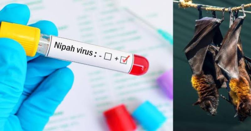 Nipah Virus Confirmed in Kerala, Union Ministry Advises Caution