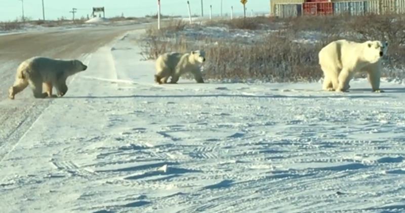 Polar bear Capital of the world sees sharp decline in bear population