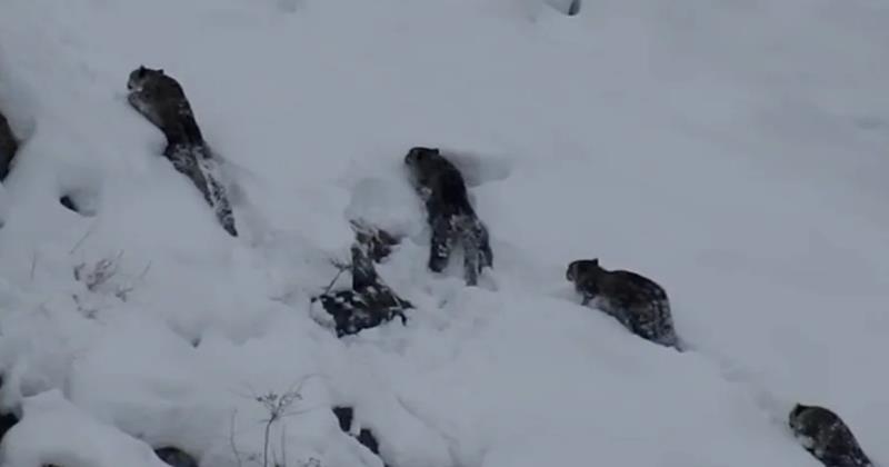 Rare Snow Leopard Quartet Spotted in Pakistan Sparks Conservation Buzz 