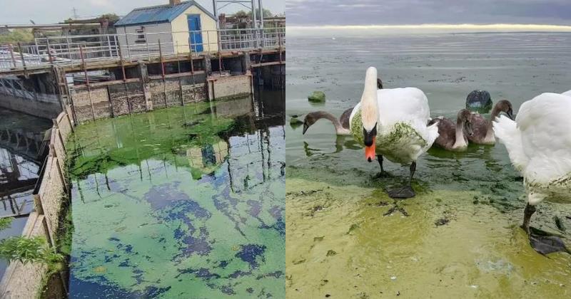 UK & Ireland's Largest Lake Grapples with Deadly Algae, Leading to 'State of Emergency'