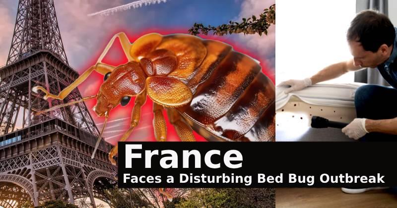 Paris, France's Bed Bug Challenge: Understanding the Persistence and Elusiveness of Eradication