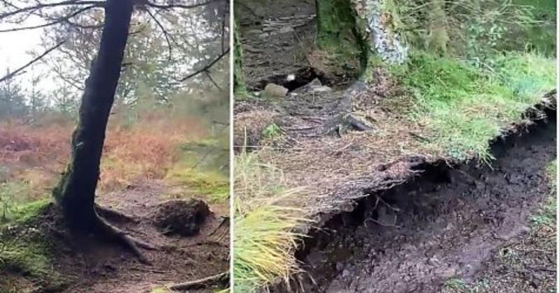 Winds Lift Forest Floor During Storm Babet in Scotland