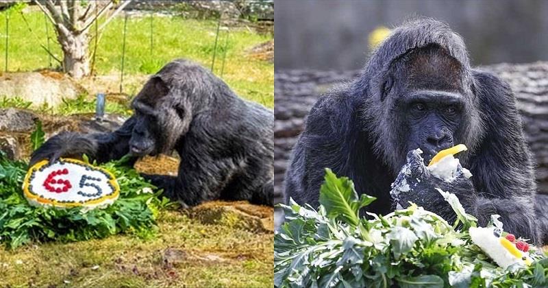 World's oldest gorilla 'Fatou' turns 65