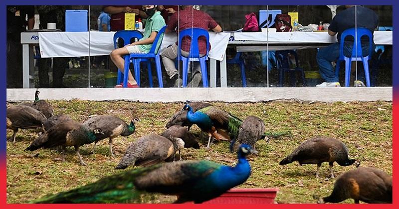 Zoo jabs, Philippines lures its population to vaccination